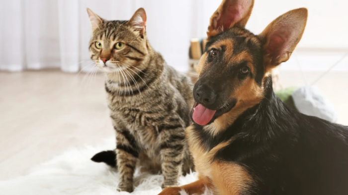 Erinnerungen an dein Tier: Befreie dich von deinen Schuldgefühlen