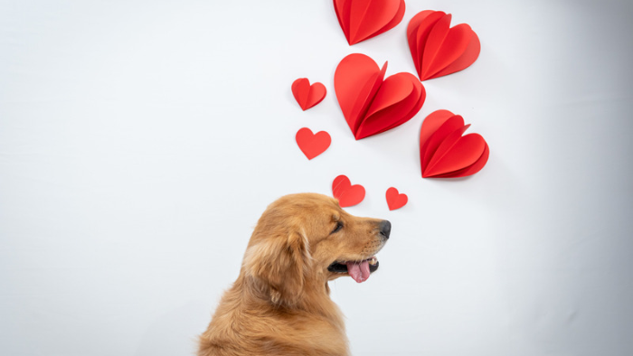 Auf dem Bild sieht man einen Golden Retriever mit roten Herzen als Symbol für Herz, Liebe und Verbundenheit in der Trauer um dein Tier