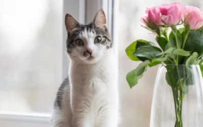 Wenn ein geliebtes Tier stirbt: Warum Trost allein nicht reicht