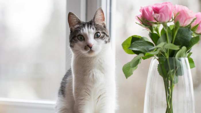Wenn ein geliebtes Tier stirbt: Warum Trost allein nicht reicht
