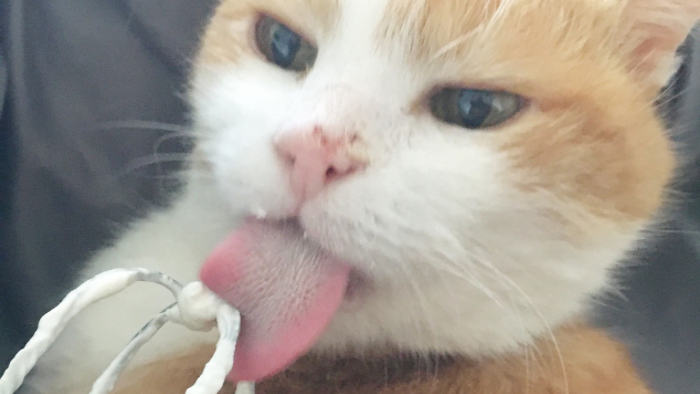 Auf dem Bild sieht man einen rotweißen Kater, der Schlagsahne schleckt als Sinnbild für die Trauer um ein Tier und wenn die gemeinsame Zukunft plötzlich fehlt